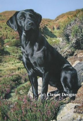 Picture of Tribute To Moses (Black Labrador)