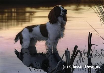 Picture of Jasper (Springer Spaniel) - Canvas