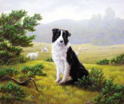 Picture of Ever Watchful - Border Collie