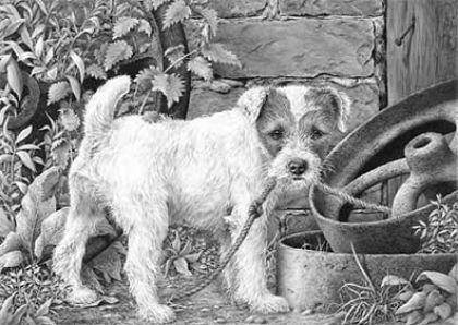 Picture of What? (Parson Russell Terrier)