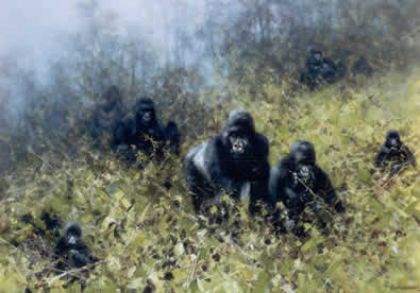 Picture of In The Mists Of Rwanda - Gorilla