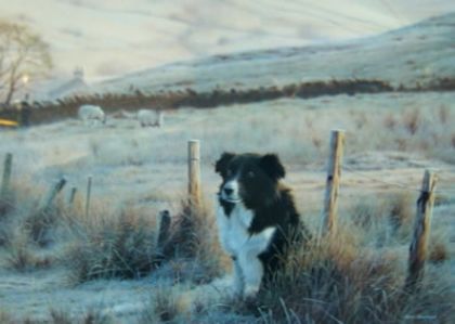 Picture of First Light - Border Collie