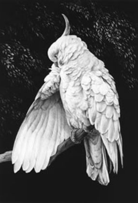 Picture of Cockatoo II