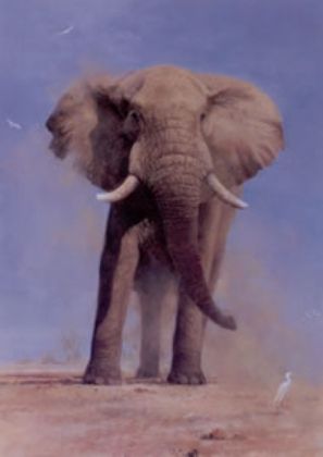 Picture of My Savuti Friend - Elephant