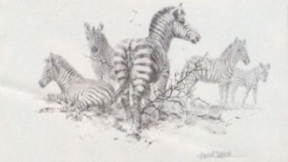 Picture of Zebra (Pencil)