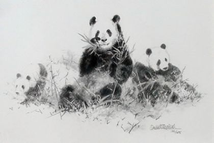 Picture of Panda (Pencil)