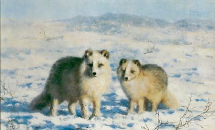 Picture of Arctic Foxes