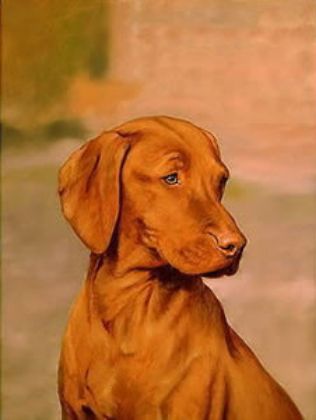 Picture of Hungarian Vizsla