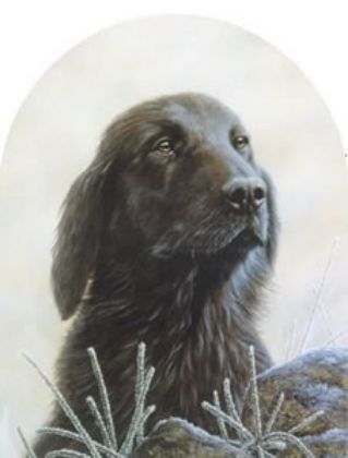 Picture of Classic Breed Flat Coated Retriever