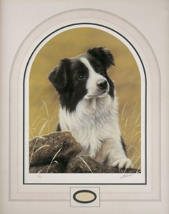 Picture of Classic Breed Border Collie