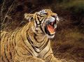 Picture of Roar Of The Jungle - Tiger