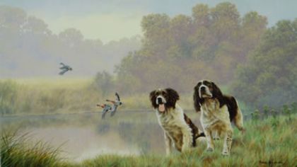 Picture of Watersports - Springer Spaniels