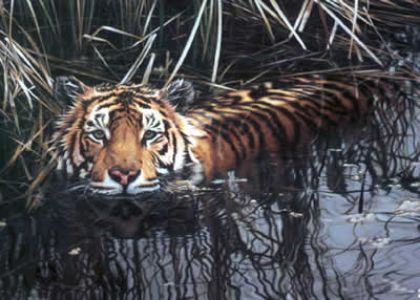 Picture of Cooling Off - Tiger