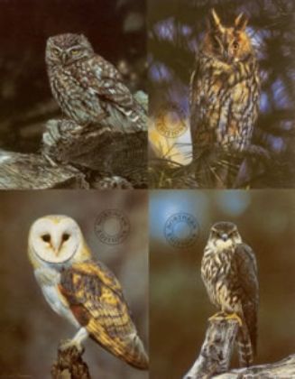 Picture of Birds Of Prey - Set of 4