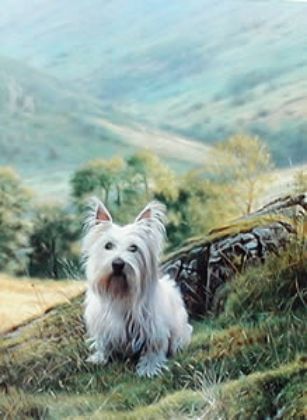 Picture of Westie