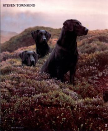 Picture of Return of the Three Musketeers - Black Labradors