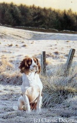 Picture of Frosty Morn - Springer Spaniel