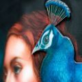 Picture of Peacock Princess